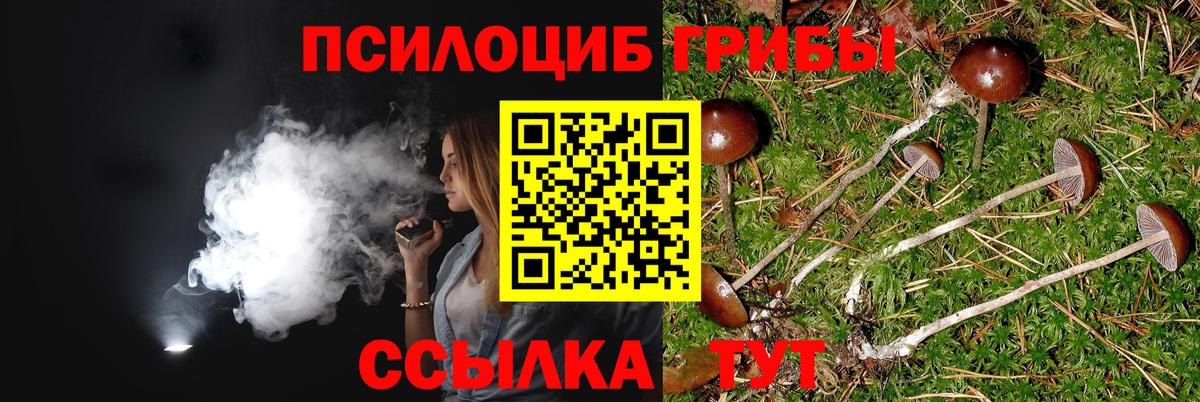 Галлюциногенные грибы Psilocybine cubensis Новошахтинск